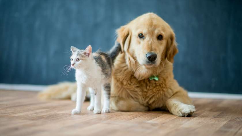 Designing A Pet-Friendly Home_ Tips For Comfort And Safety