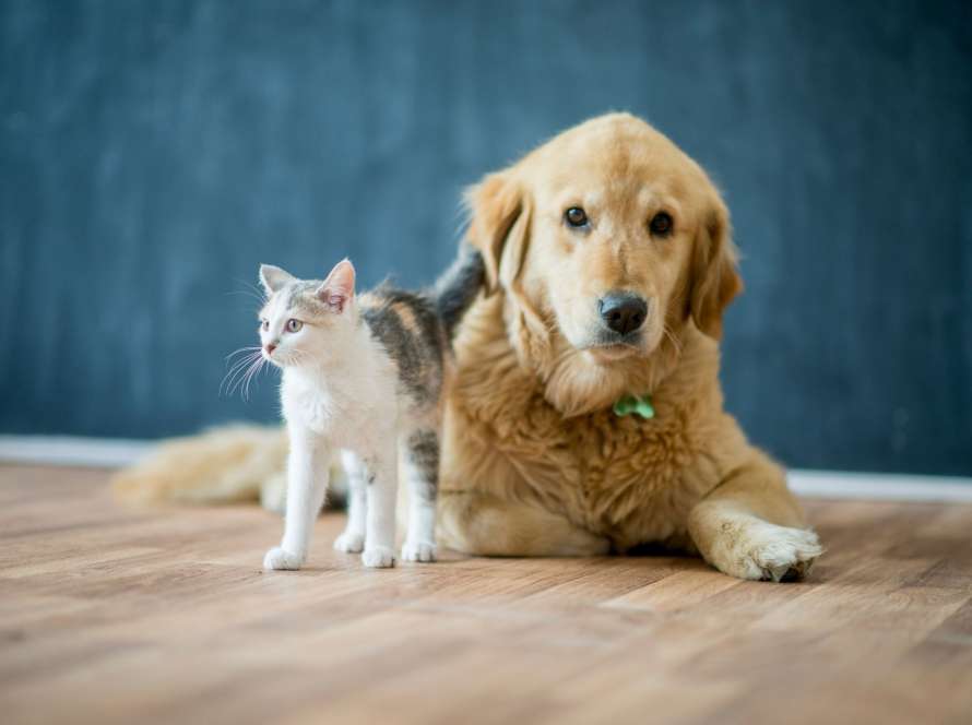 Designing A Pet-Friendly Home_ Tips For Comfort And Safety