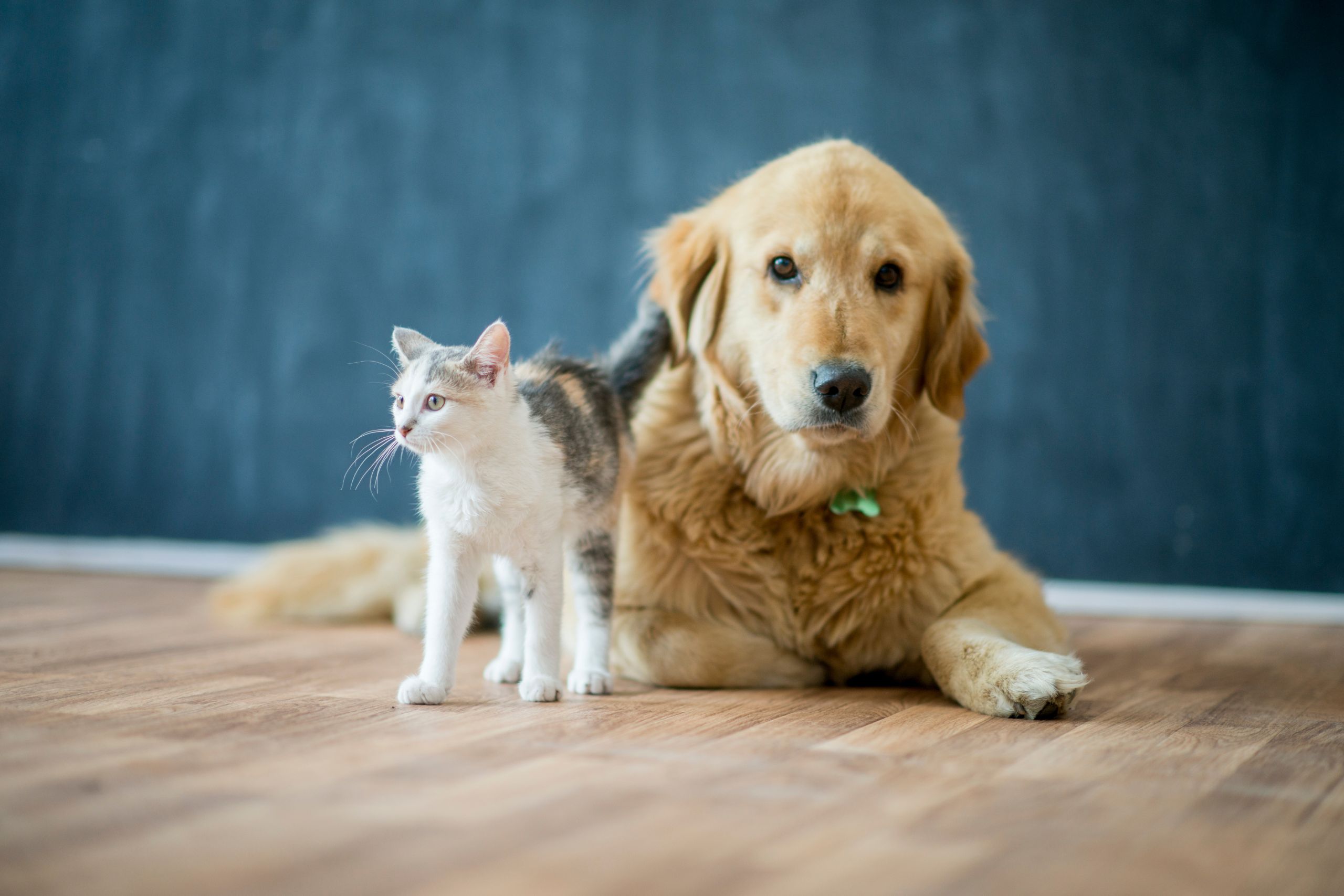 Designing A Pet-Friendly Home: Tips For Comfort And Safety